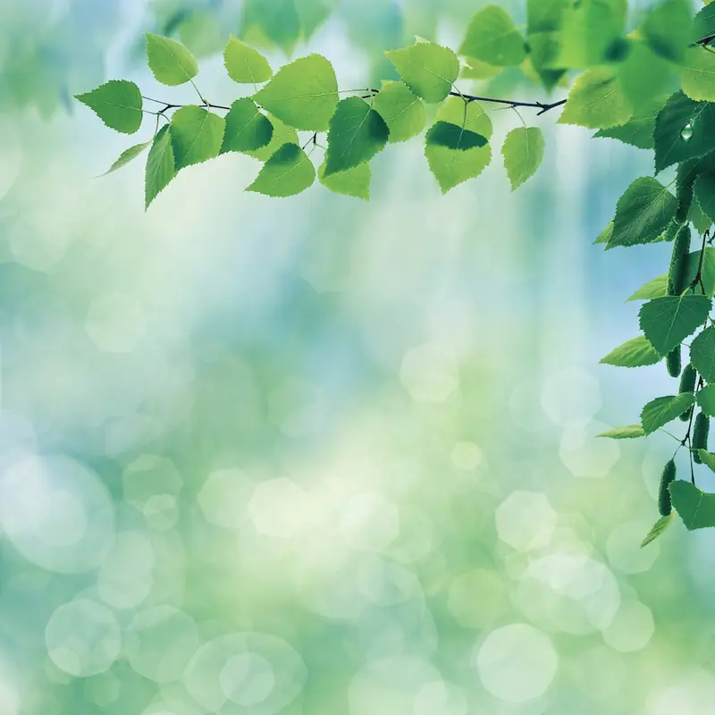 Soft green bokeh of backlit leaves