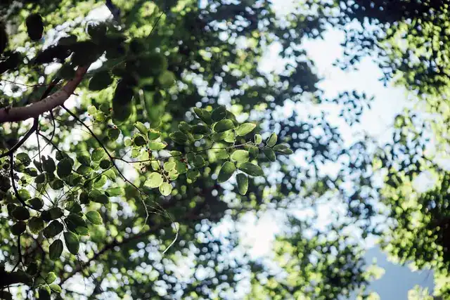 Tree canopy seen from below