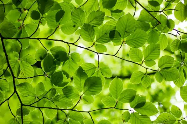 Backlit green leaves