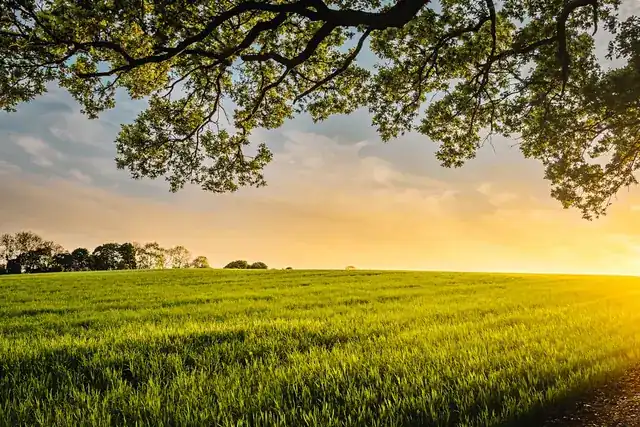 Golden-hour meadow under a tree canopy