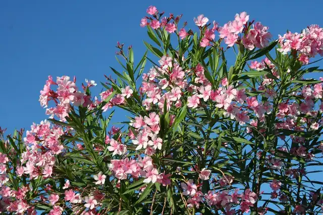 Pink blossoms against a blue sky