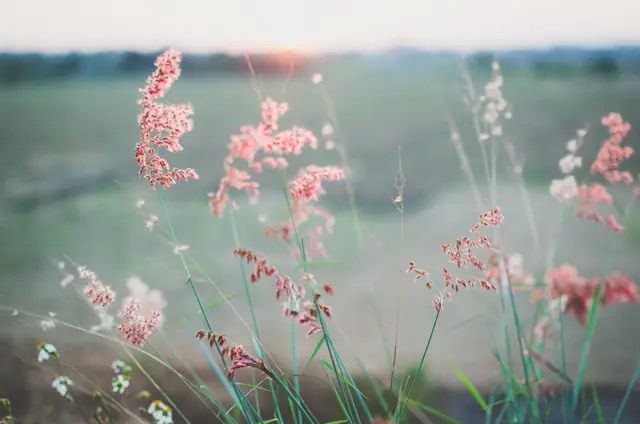 Pink grasses