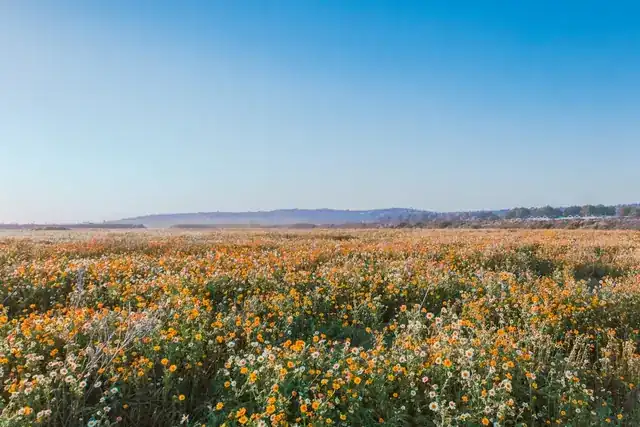 Wildflower field